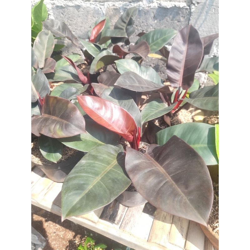 Tanaman hias philodendron black cardinal - Black Cardinal