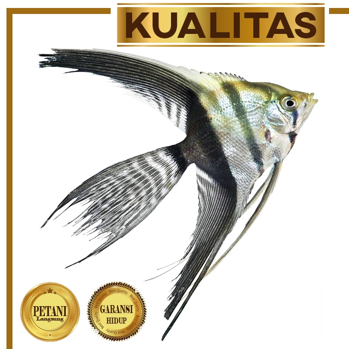 Manfish Zebra Slayer Ikan Hias Aquascape Hiasan Aquarium Tanaman Air