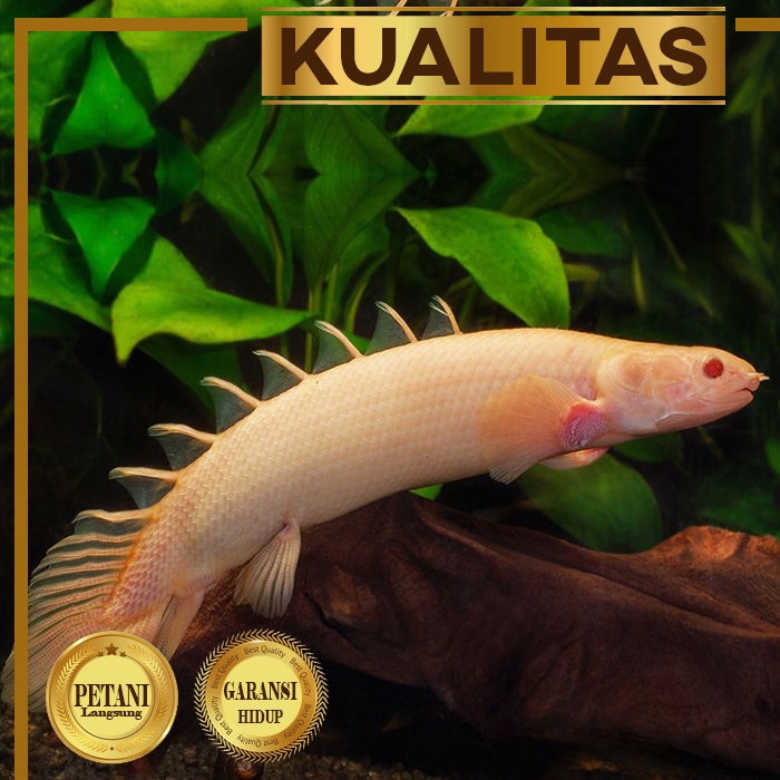 Palmas Albino Ikan Hias Predator Hiasan Aquarium Tanaman Aquascape