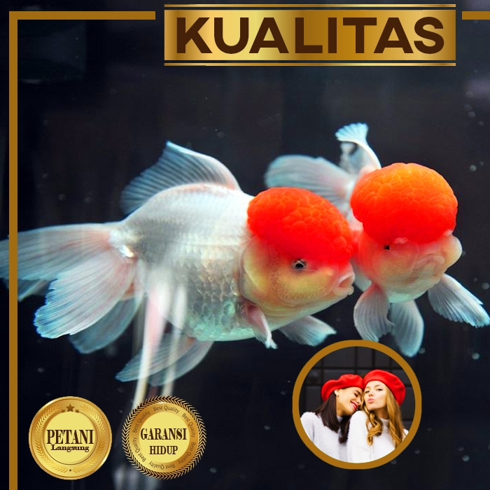 Koki Oranda Topi Merah Jumbo Ikan Hias Kolam Hiasan Aquarium Aquascape