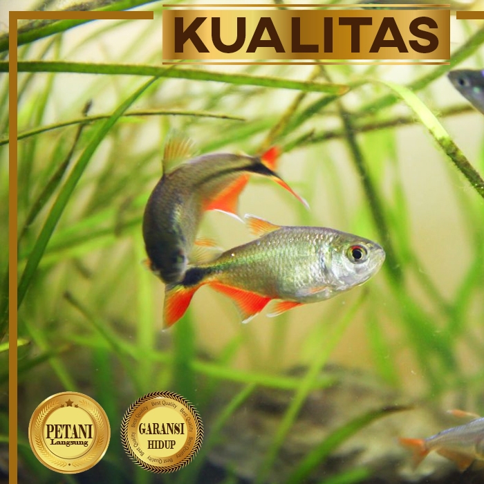 Tetra Buenos Aires (isi 3) Ikan Hias Aquarium Aquascape Hiasan Tanaman Air