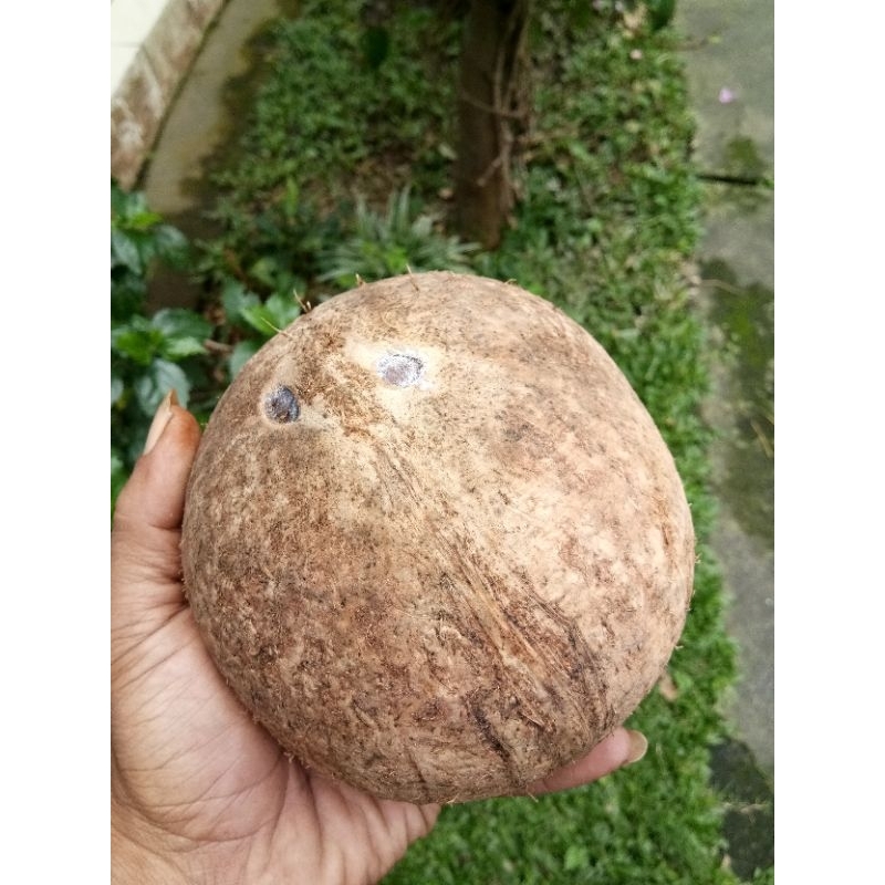 

Kelapa mata 2