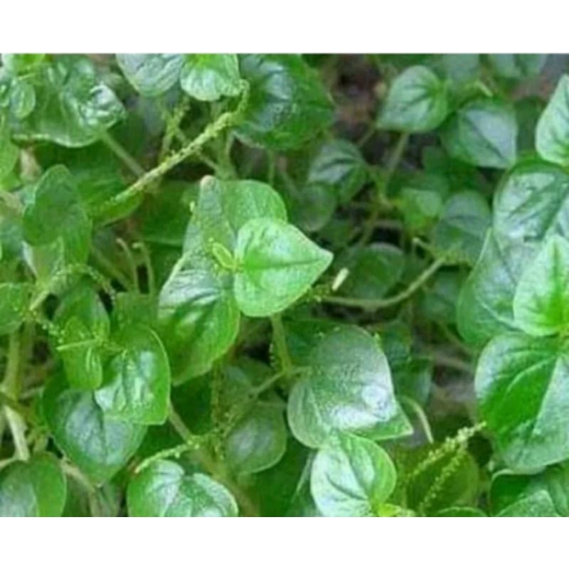 

daun sirih cina kemasan 250 gram