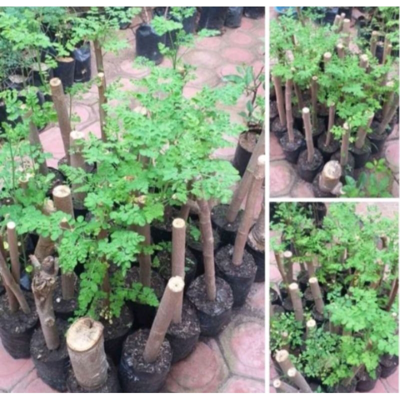 Bibit Stek Pohon Kelor / Bibit Kelor