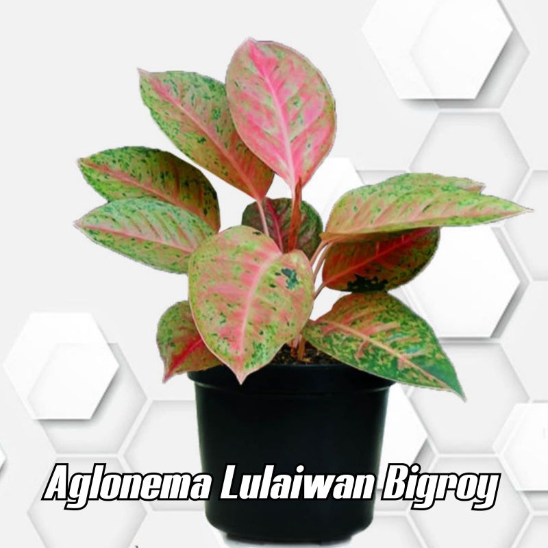 aglonema big roy / aglonema big roy dewasa