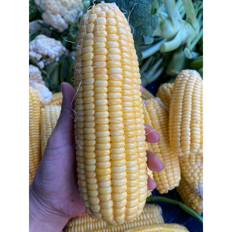 

jagung manis/ jagung semi / jagung putren /sayuran /jagung pipil /jagung jasuke