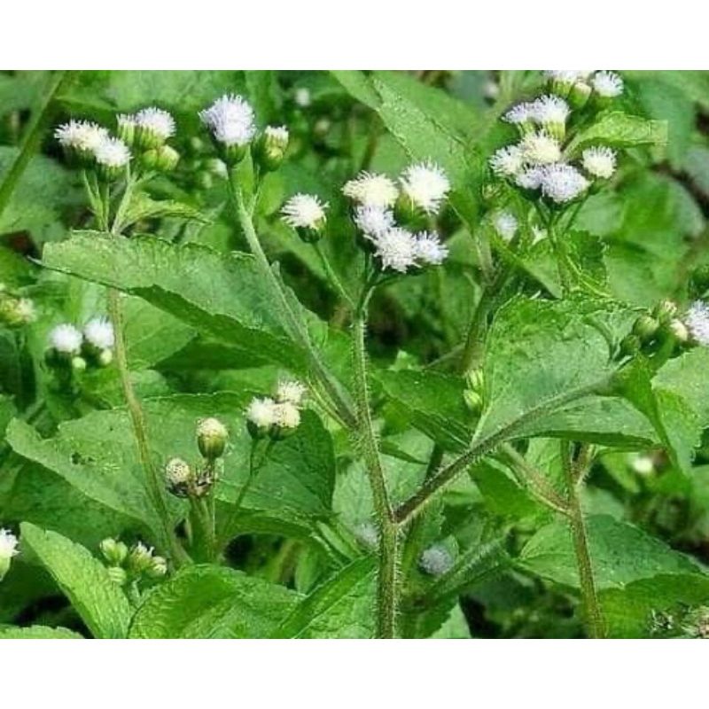 

Daun bandotan segar 1 kg petik langsung-az