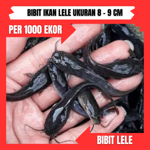 Bibit lele ukuran 8  -  9 cm per 1000 ekor di bandung