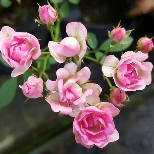 BIBIT BUNGA MAWAR MINION PINK / MAWAR BABY ROSE PINK MINI KONDISI BERBUNGA