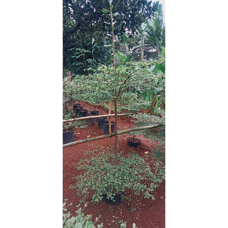 Pohon Ketapang kencana 2 meter