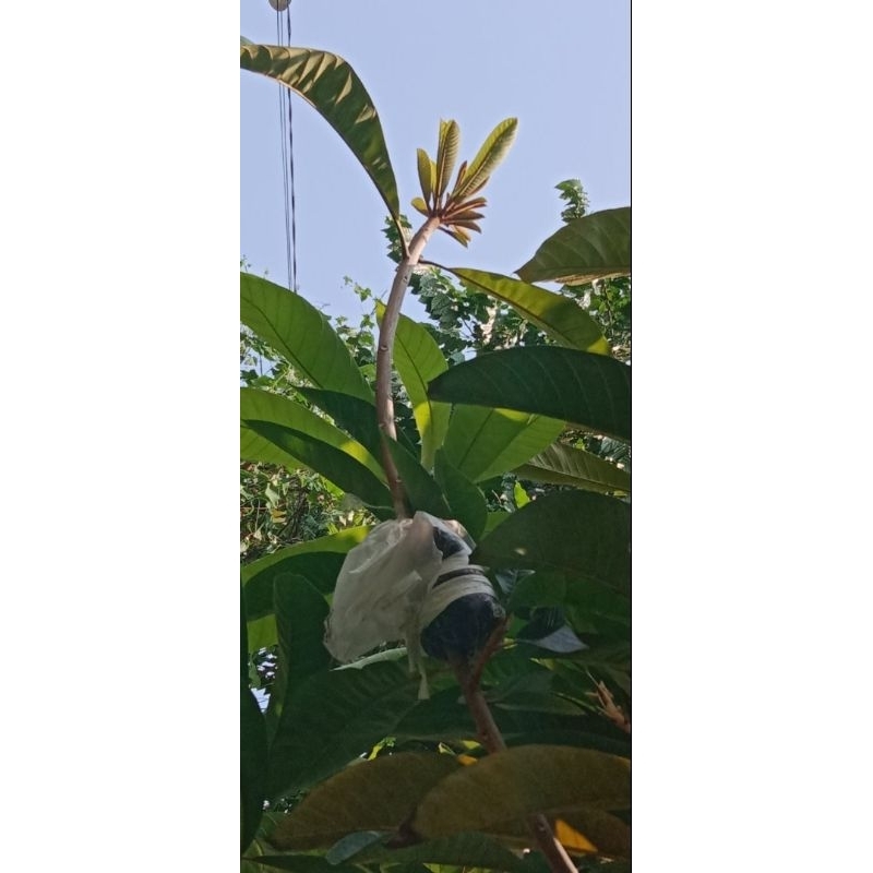 Bibit mamey sapote havana