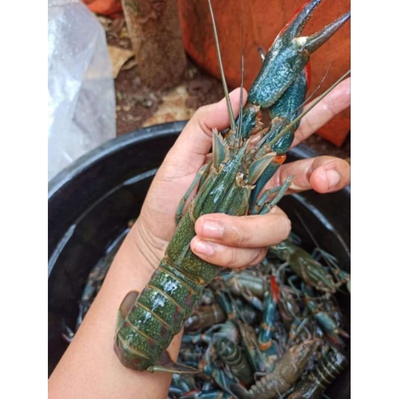 paket budidaya lobster air tawar