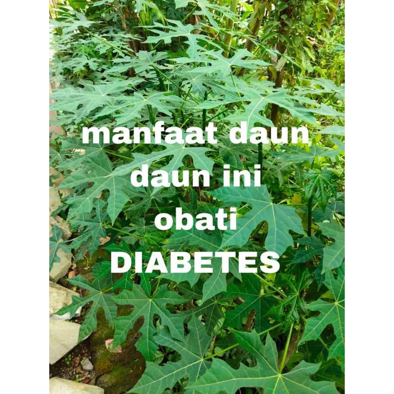 

Daun pepaya jepang