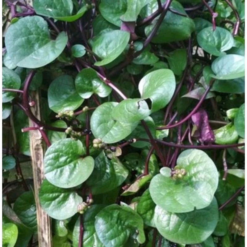 

Daun gandola atau binahong merah segar 250 gram