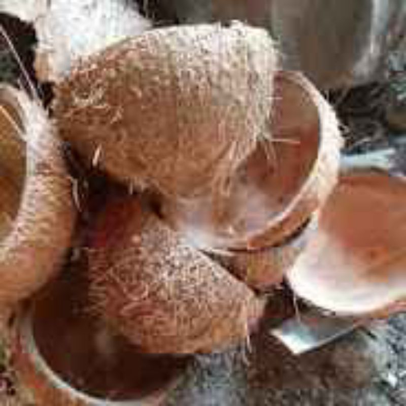 batok kelapa  utuh bahan kerajinan
