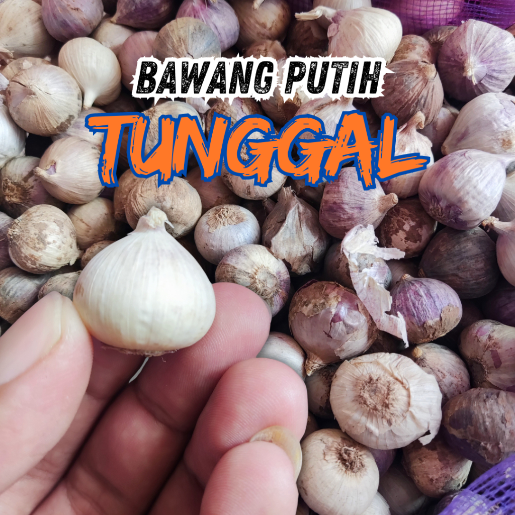 

Bawang Putih Tunggal Asli Untuk Obat 250gram