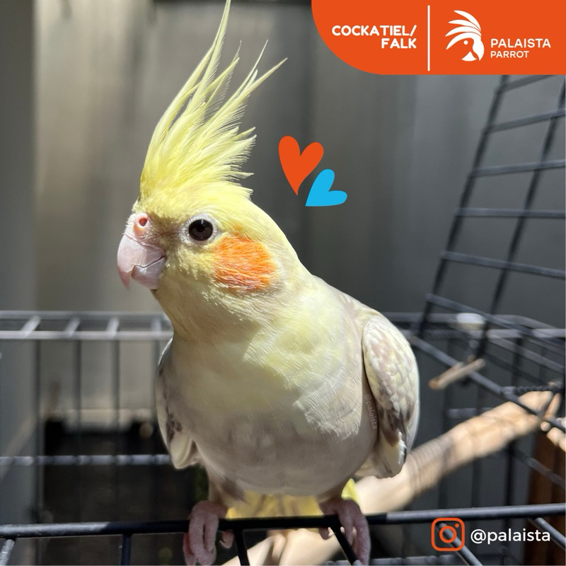 Cockatiel / Falk / Parkit Australia Cinnamon Pearl
