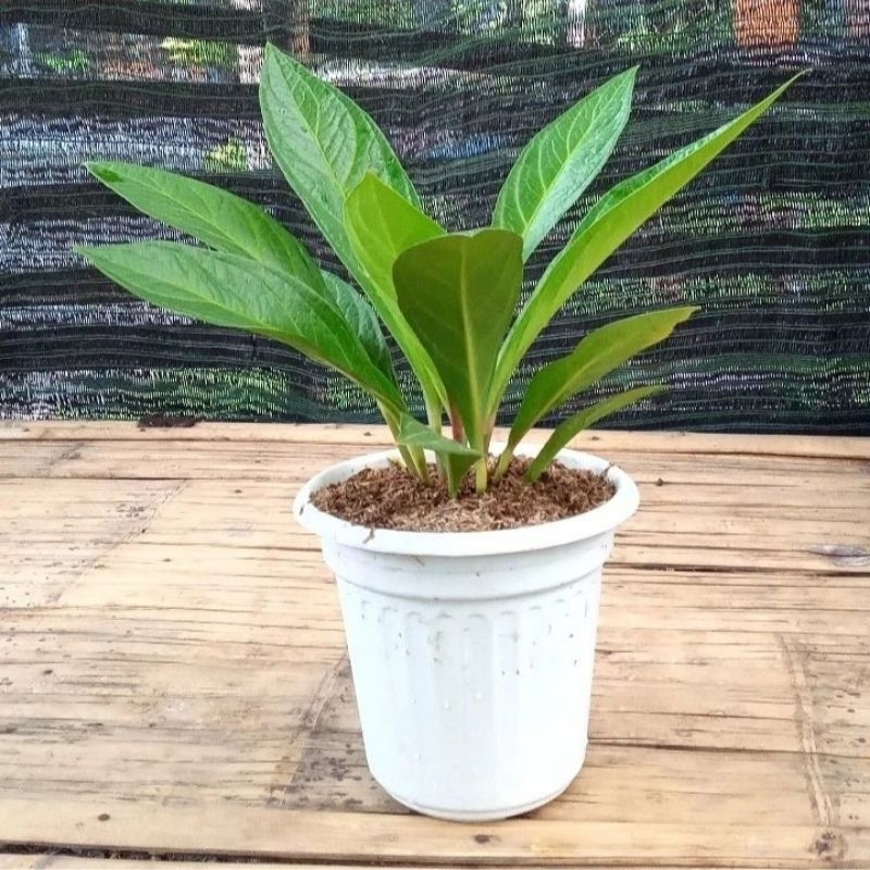 Tanaman Anthurium Jemani Cobra Indukan Super