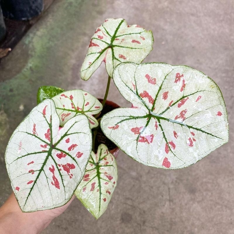 Caladium Wonderland-Tanaman Hias Keladi Wonderland Strowbery