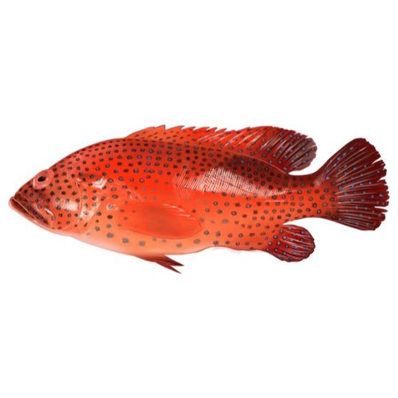 

Ikan Kerapu Lodi Frozen