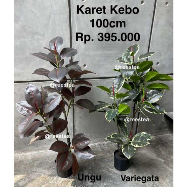 Pohon Hias Karet Kebo Tinggi 100cm / Pohon Hias Palsu / Artificial plant