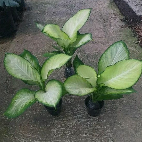 Tanaman Hias Diven Tisu/Tanaman Diven Holland