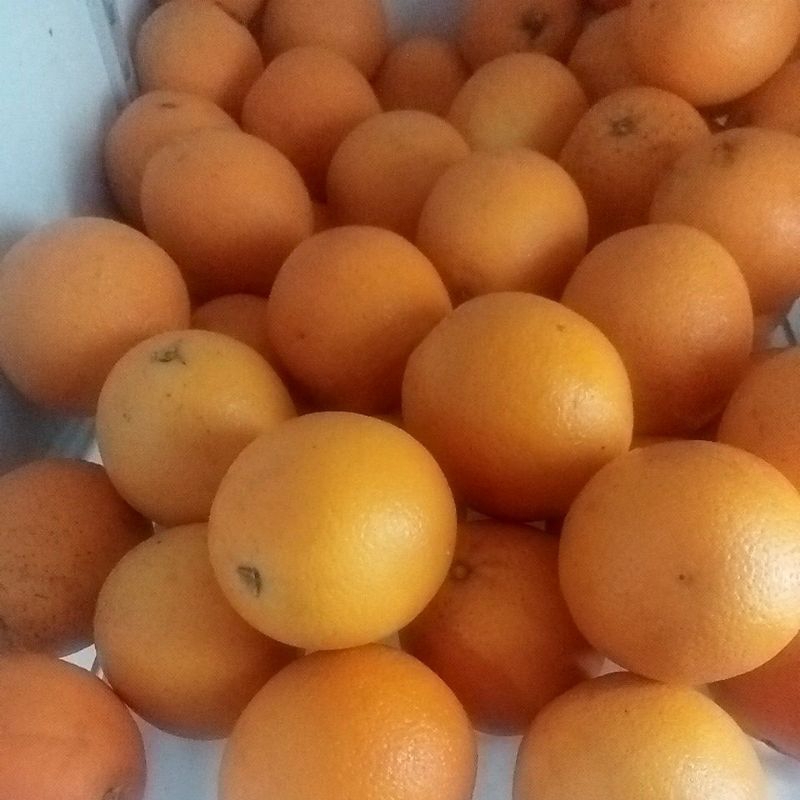 

jeruk sunkist