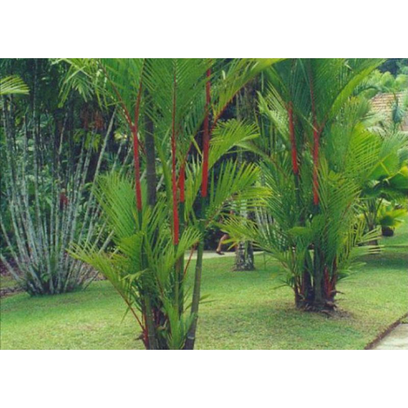 bibit palem merah | palem merah | hiasan taman | peneduh taman