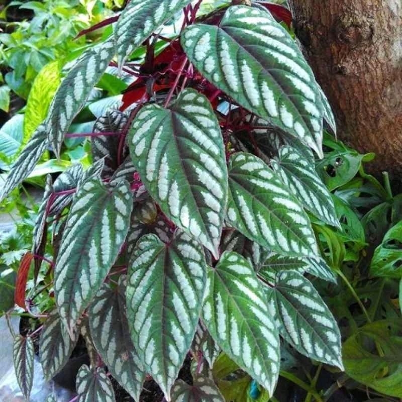 

Daun sirih keraton atau daun bengbereman segar per 1 kg