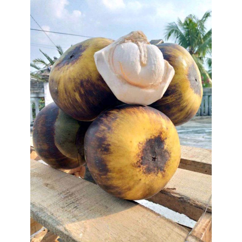 

Buah Lontar Khas Tuban,Satu Biji isi 3 Buah(Segar Redy Dipetik Stlah Anda Pesan)