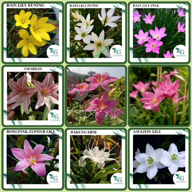 Umbi Tanaman Hias Bunga Rain Lily Pink Putih Kuning Lily Peri Amazon Amarilis Bakung Lily Jumbo