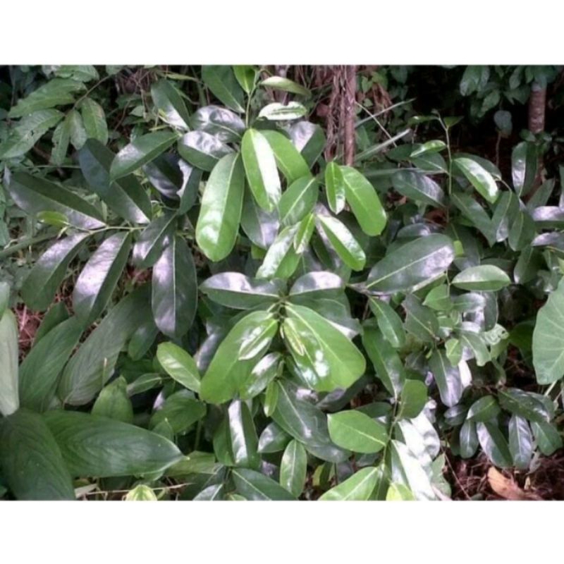 

10 LEMBAR DAUN SIRSAK SEGAR/DAUN SIRSAK