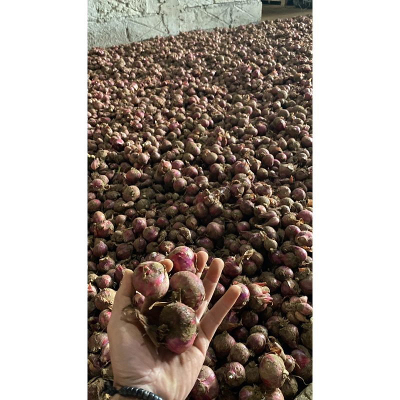 

KEBUN.MUKLIS - Bawang Merah / Brambang Asli Lereng Lawu 500 Gram