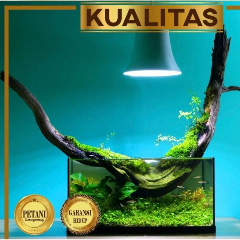 Kayu Aquascape Paduan Tanaman Hias Aquarium Jenis Santigi XL