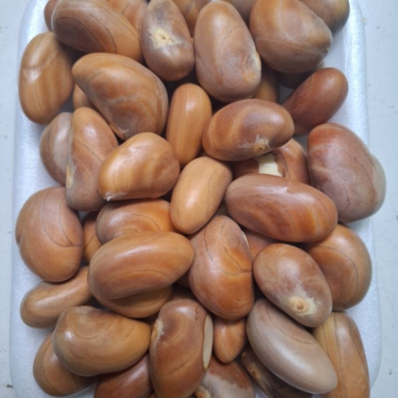 

biji nangka| biji beton | beton nangka 500 gr