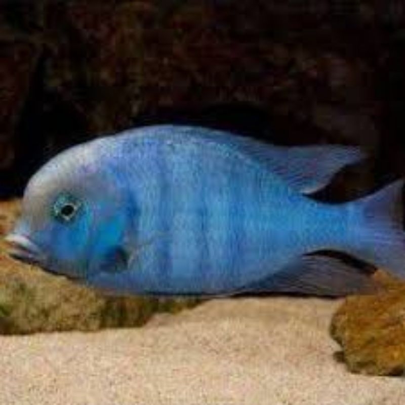 cichlid blue moori blue dolphin