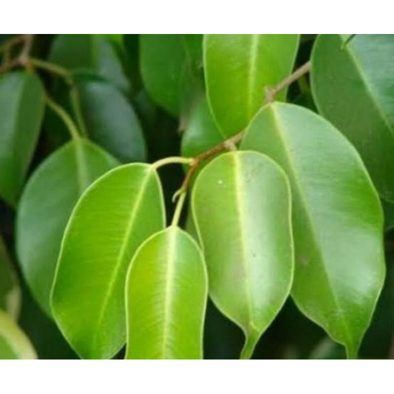 

Daun beringin segar 1 kg petik langsung-az