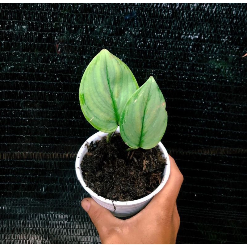 Scindapsus Moonlight sp borneo 20pcs