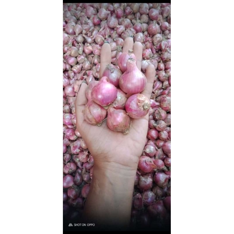 

bawang merah / brambang besar 1kg