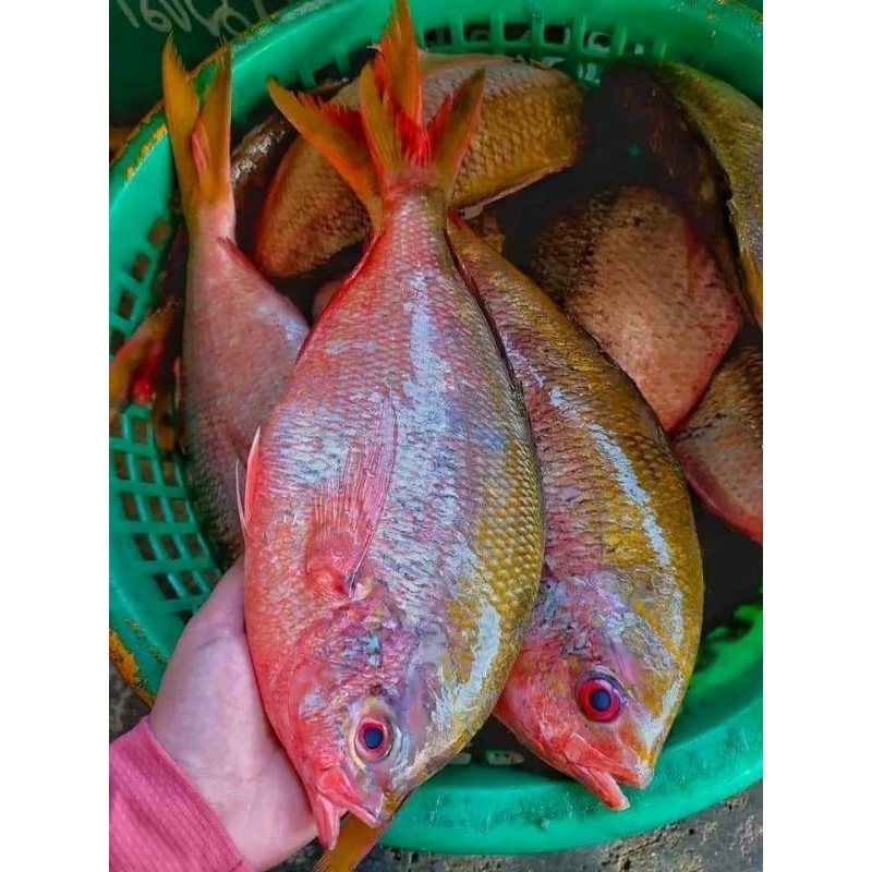 

ikan ekor kuning laut ikan air laut segar