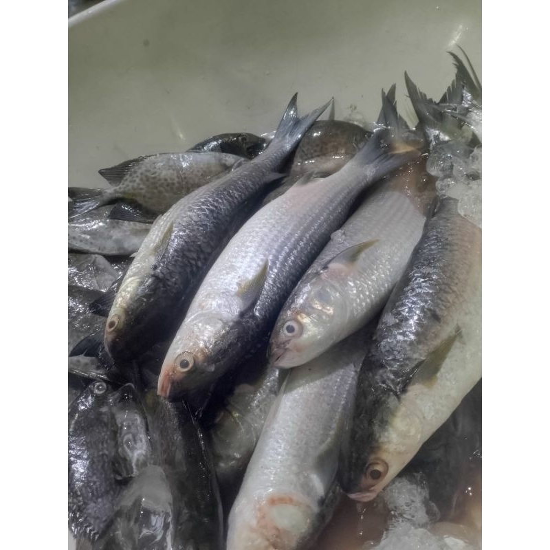 

Ikan belanak segar Ikan blanak besar 1kg