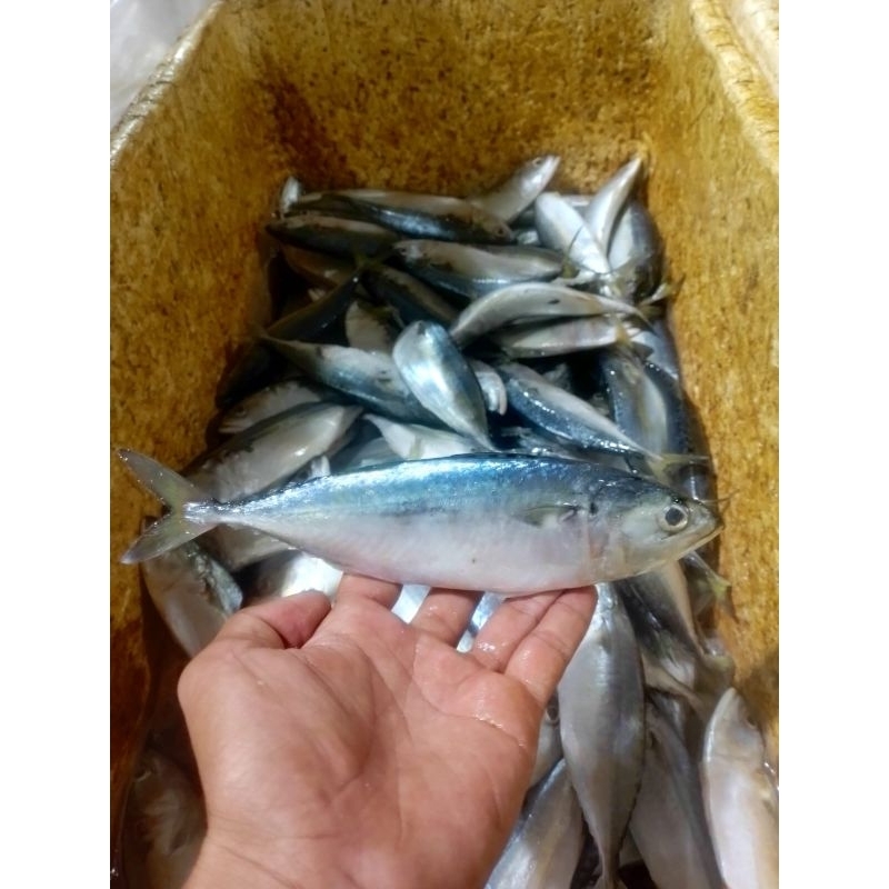 

ikan kembung banjar segar ikan kembung banjar fresh