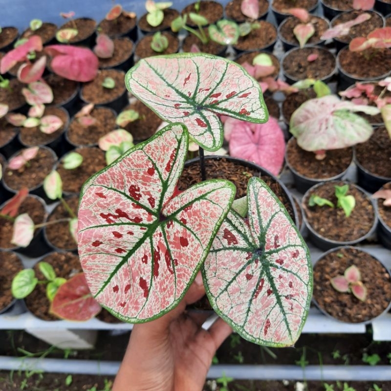 Tanaman Hias Caladium Wonderland Strowberry-Keladi Bibit Wonderland Strowberry
