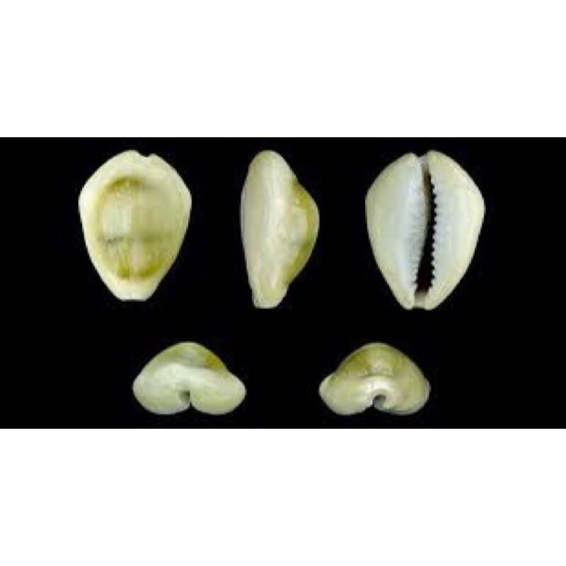 kerang Kuwuk cangkang kerang buli kuning shells