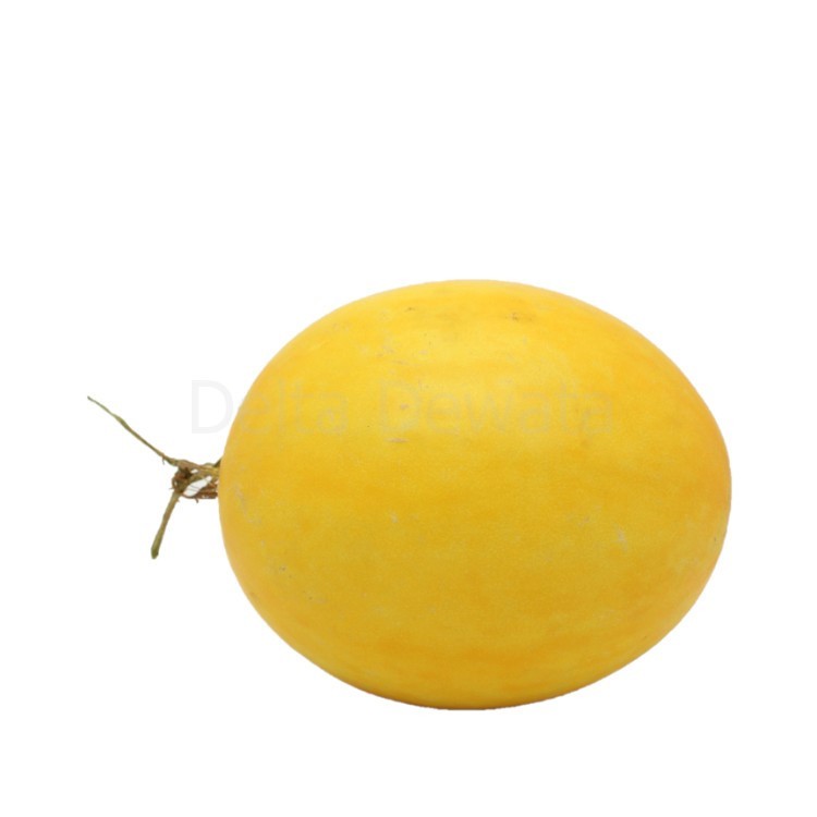 

Buah Melon Golden Bulat Utuhan (2-3kg), Ready Delivery Jogja