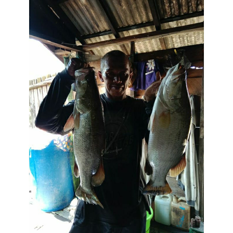 

ikan kakap