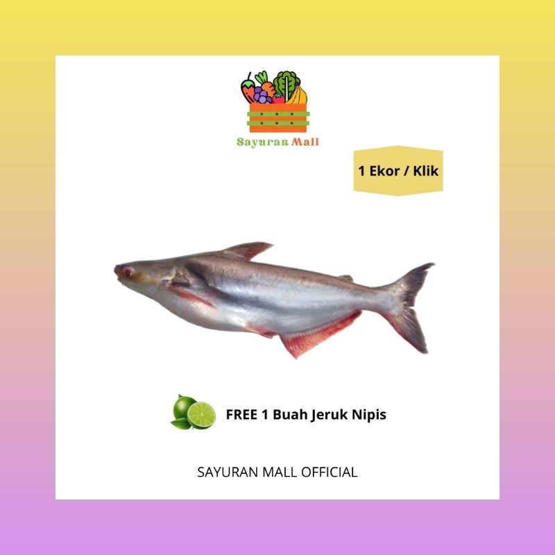 

1 Ekor Ikan Patin | Ikan Segar | SAYURANMALL