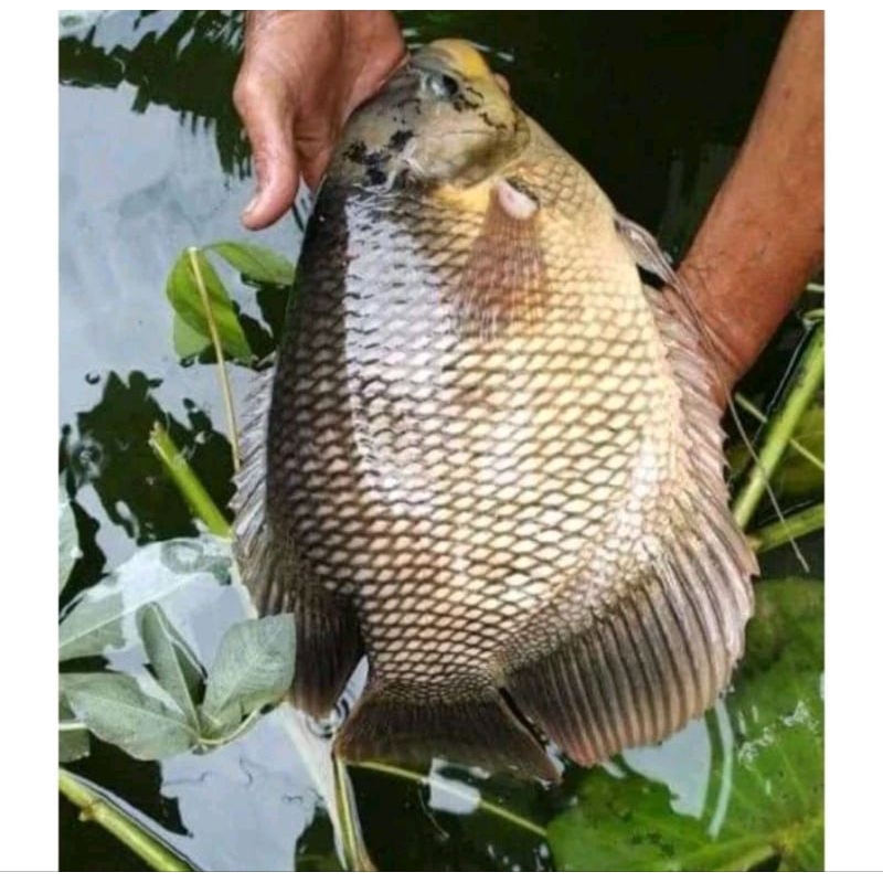 

Ikan Gurame Soang 1 Kg Hidup Segar - Bonus Pakan