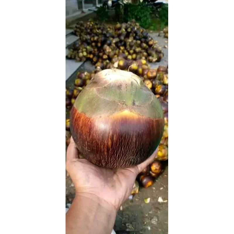 

buah lontar utuh ( 1 buah)