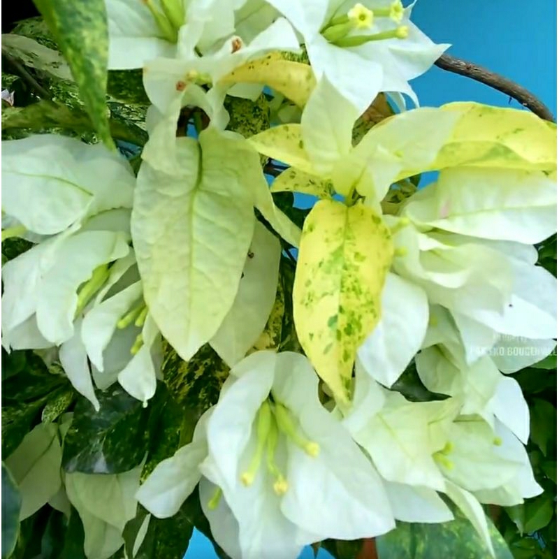 Bougenville Bangkok Varigata Putih Tanaman Hias